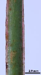 Hypericum androsaemum terete, 2-lined stem.
 © Landcare Research 2010 
